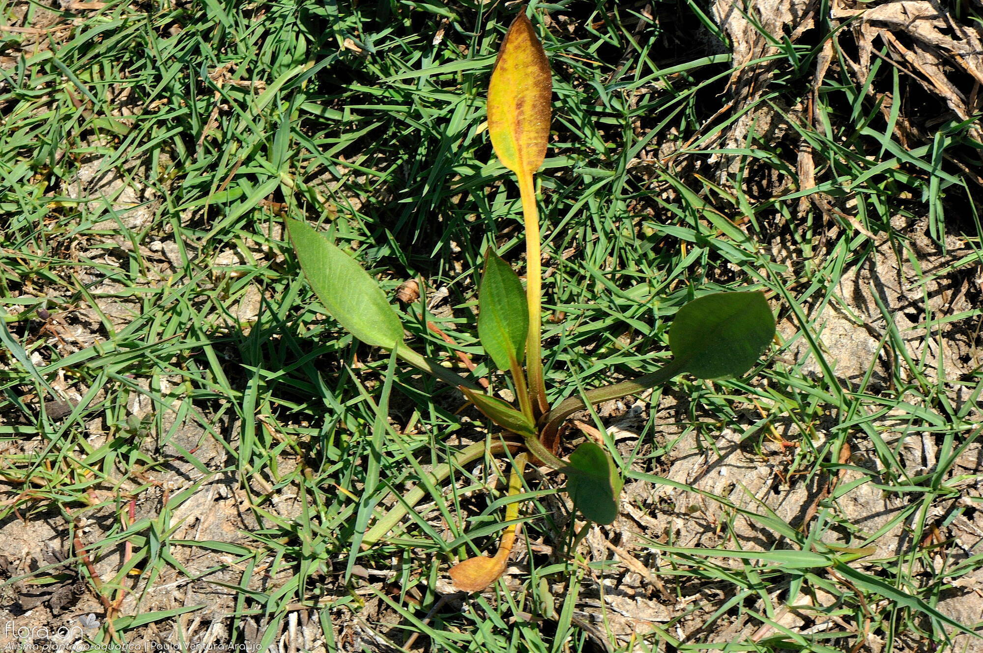 Alisma plantago-aquatica - Folha (geral) | Paulo Ventura Araújo; CC BY-NC 4.0