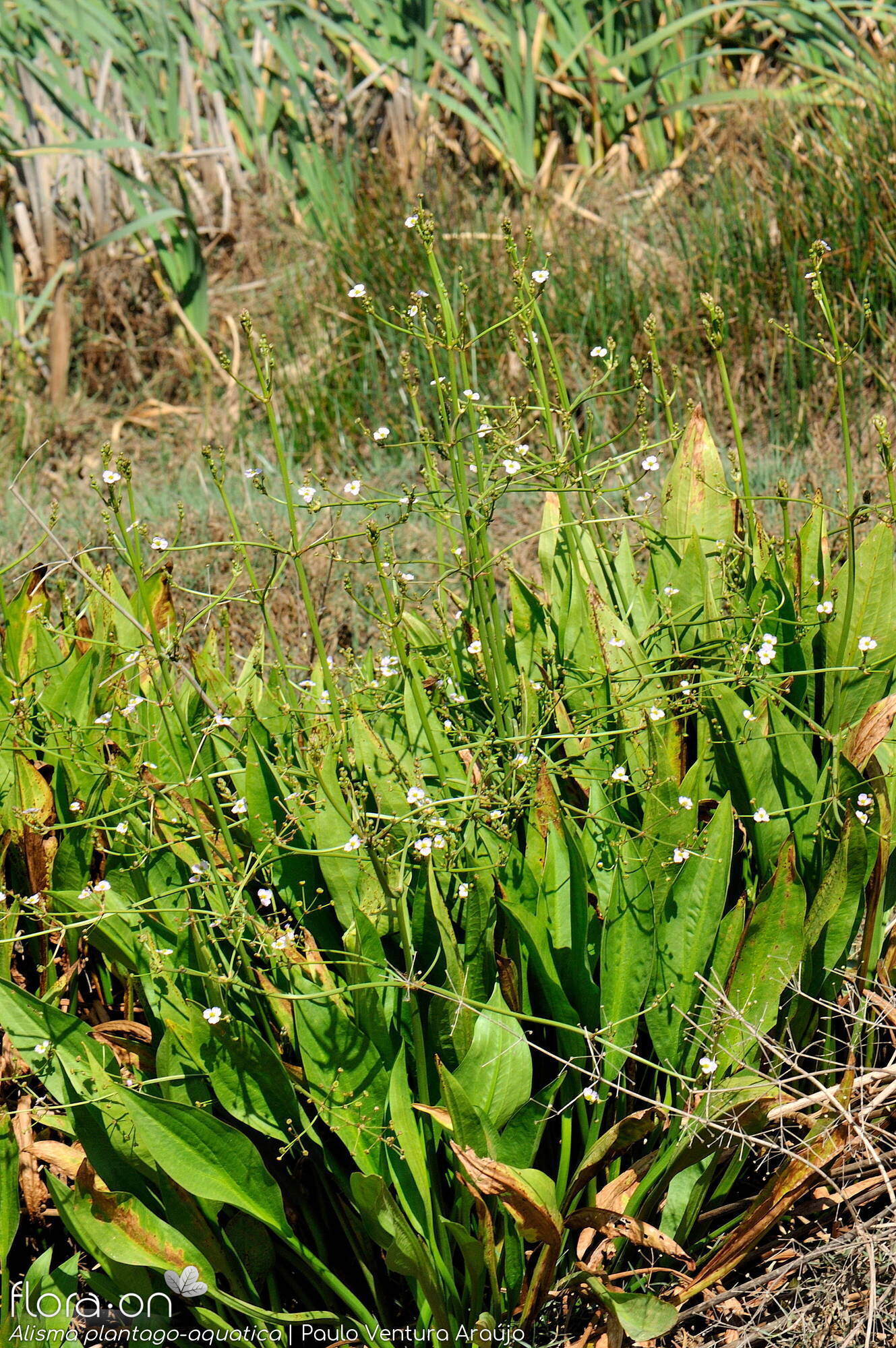 Alisma plantago-aquatica - Hábito | Paulo Ventura Araújo; CC BY-NC 4.0