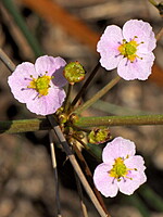 Alismataceae