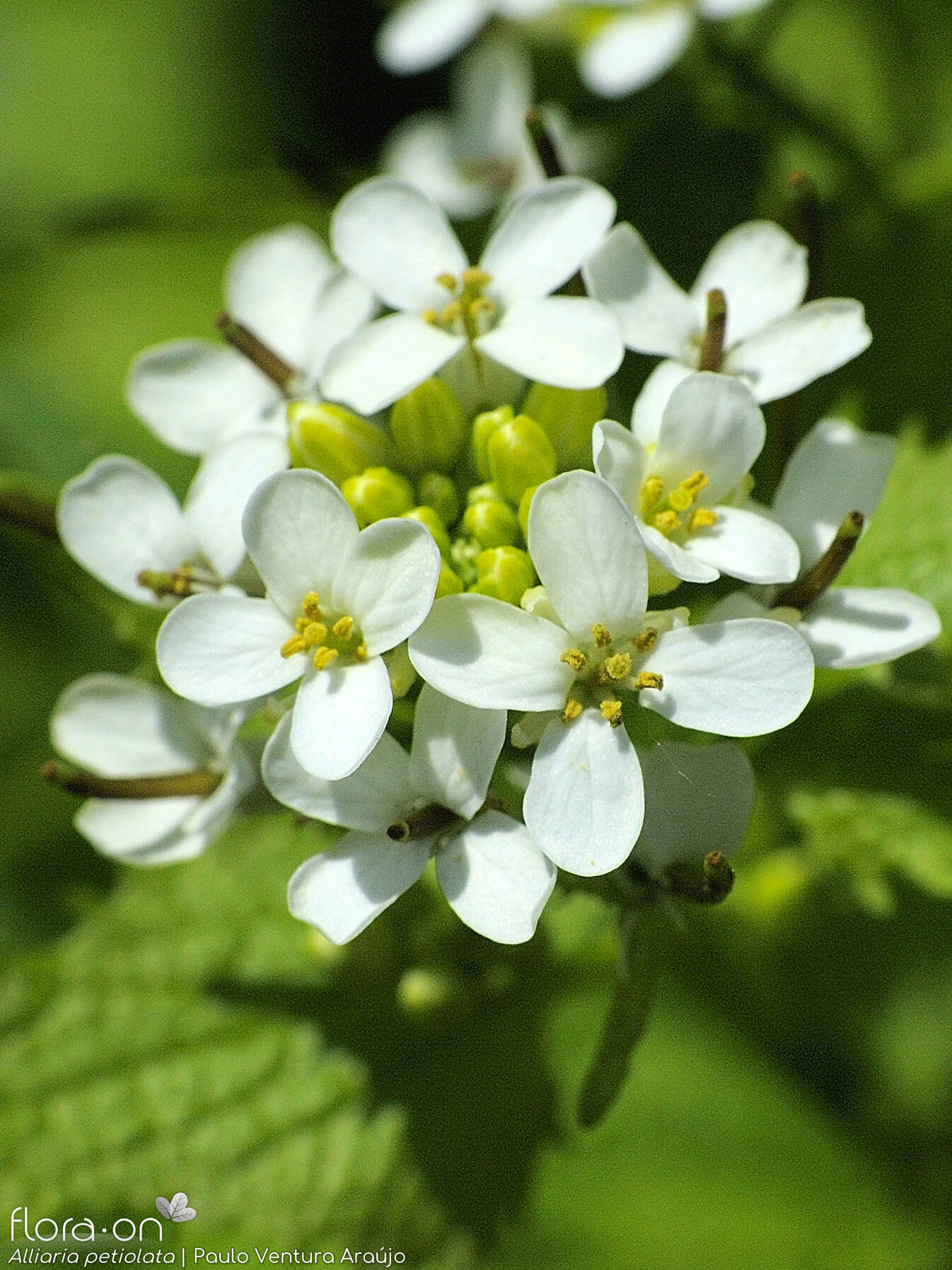 Alliaria