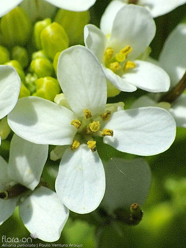Alliaria petiolata - Flor (close-up) | Paulo Ventura Araújo; CC BY-NC 4.0