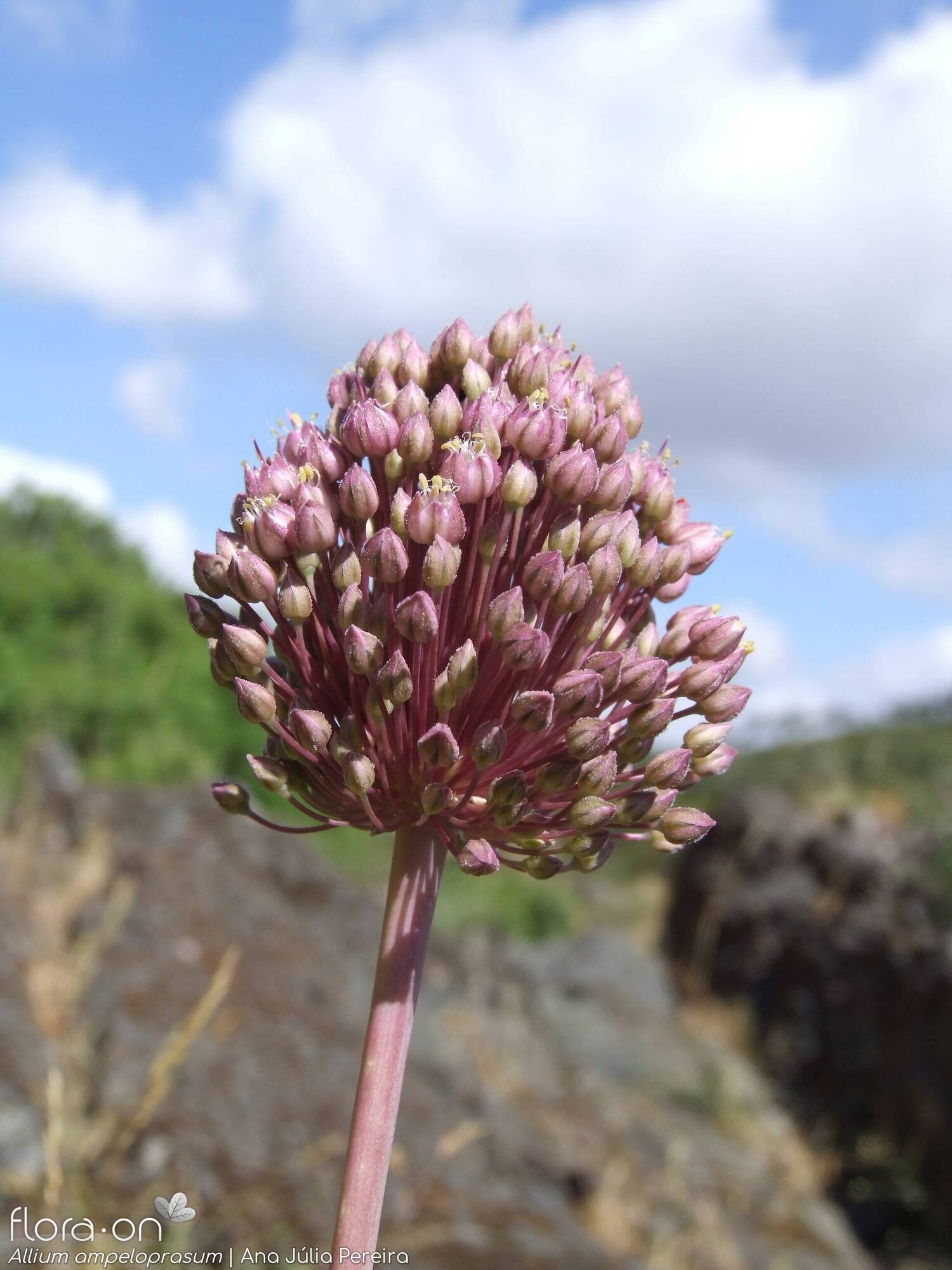 Allium ampeloprasum - Flor (geral) | Ana Júlia Pereira; CC BY-NC 4.0