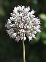 Allium baeticum