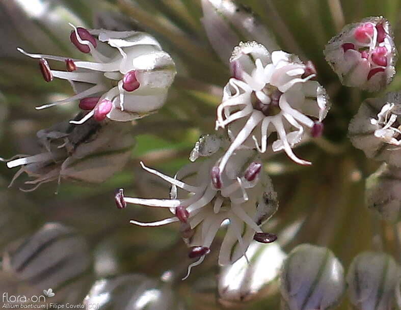 Allium baeticum - Flor (close-up) | Filipe Covelo; CC BY-NC 4.0