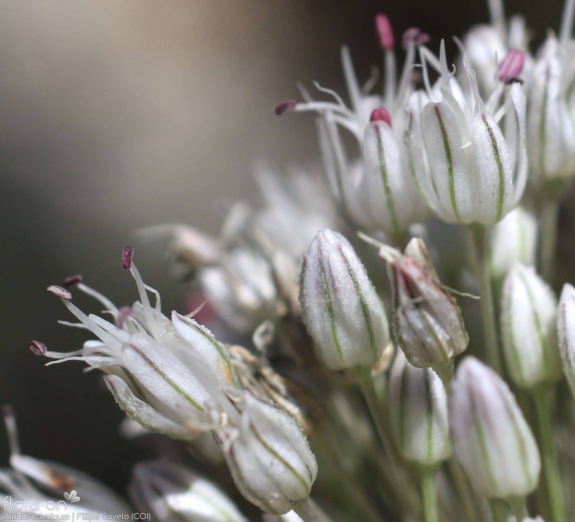 Allium baeticum - Flor (close-up) | Filipe Covelo; CC BY-NC 4.0