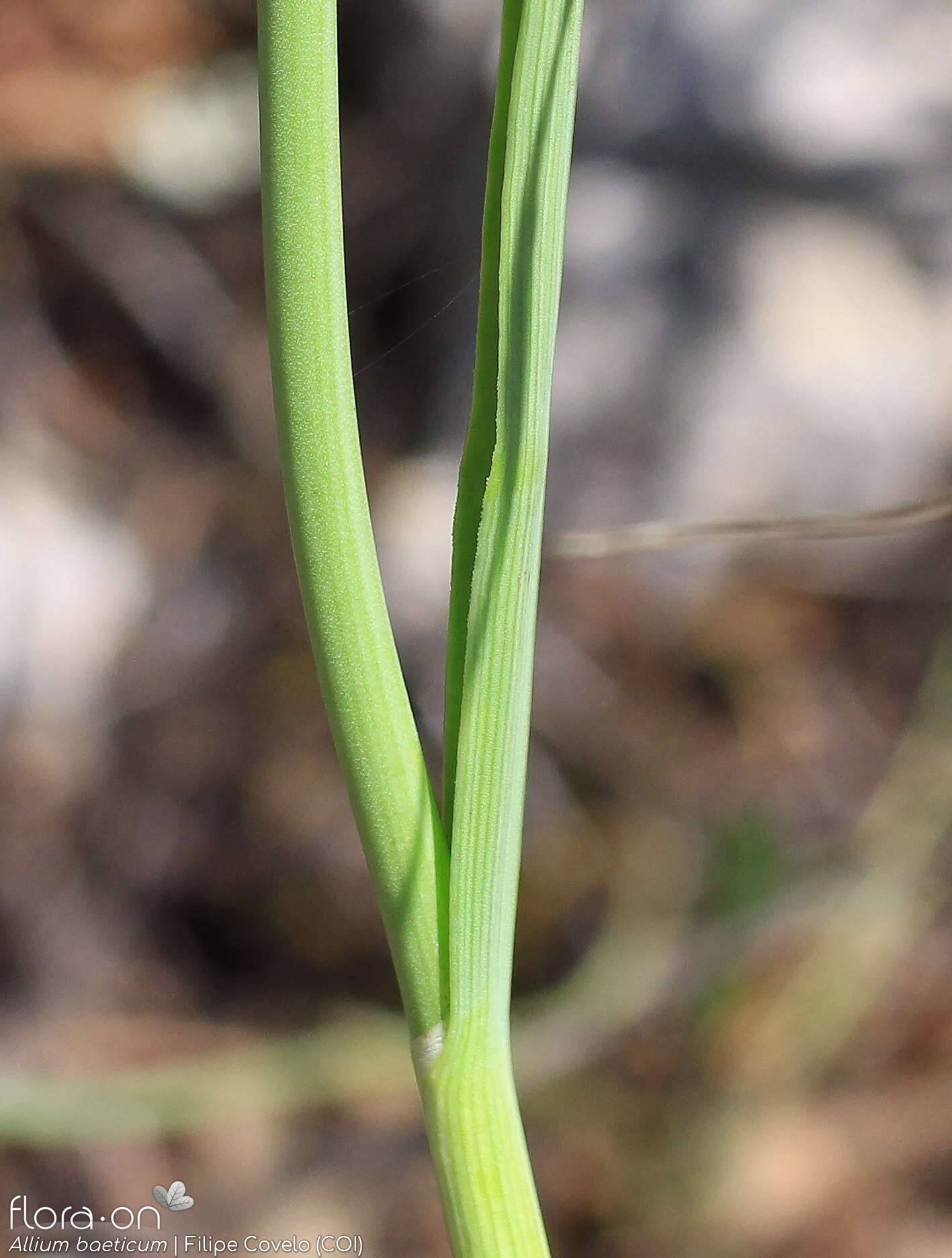 Allium baeticum - Folha | Filipe Covelo; CC BY-NC 4.0