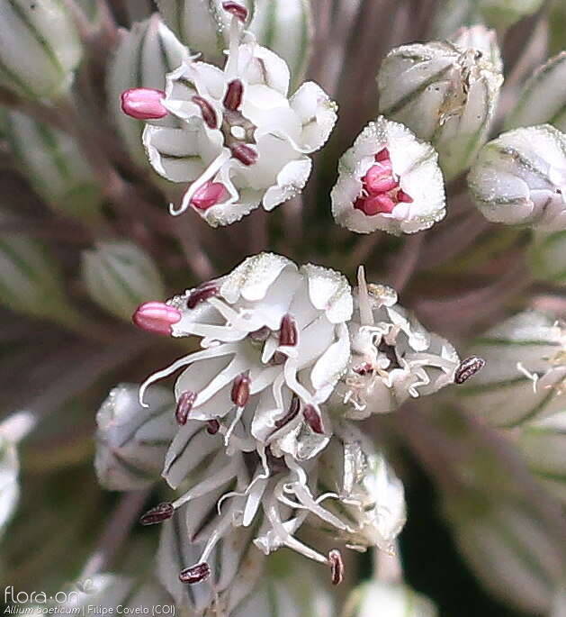 Allium baeticum - Flor (close-up) | Filipe Covelo; CC BY-NC 4.0