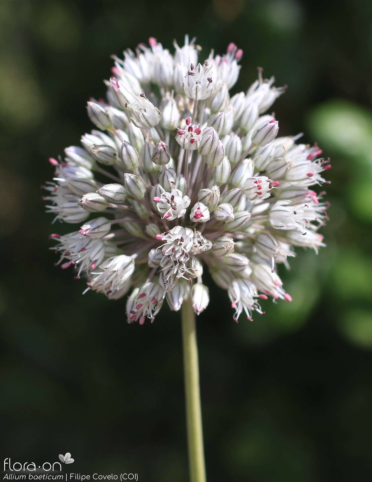 Allium baeticum - Flor (geral) | Filipe Covelo; CC BY-NC 4.0