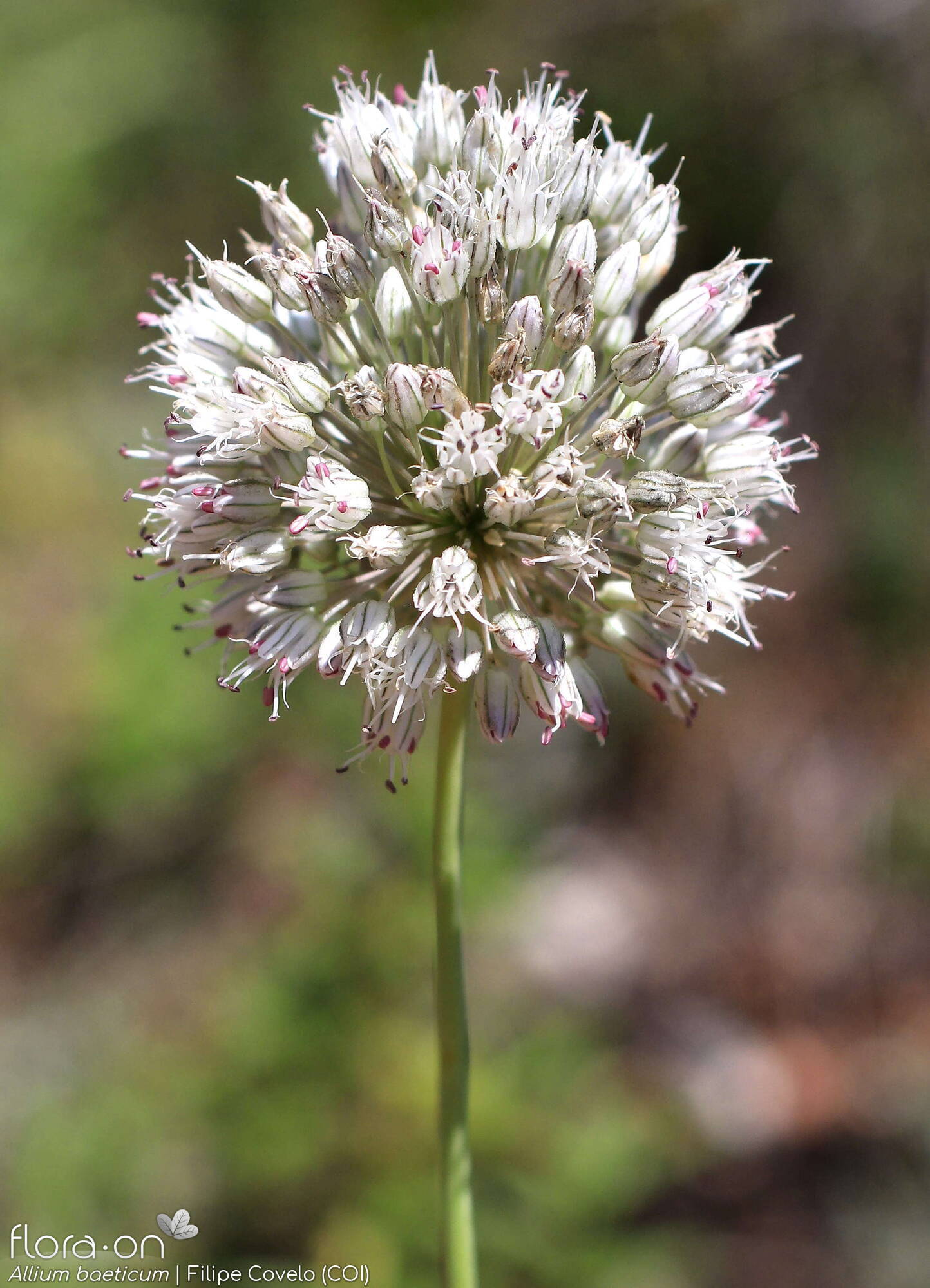 Allium baeticum - Flor (geral) | Filipe Covelo; CC BY-NC 4.0