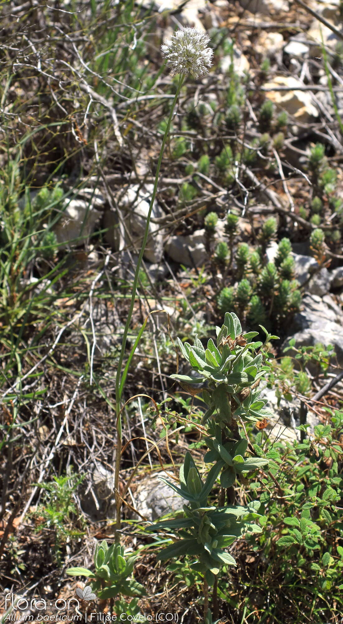 Allium baeticum - Hábito | Filipe Covelo; CC BY-NC 4.0