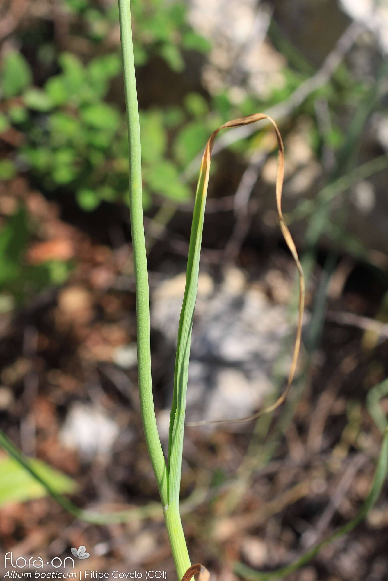 Allium baeticum - Folha (geral) | Filipe Covelo; CC BY-NC 4.0