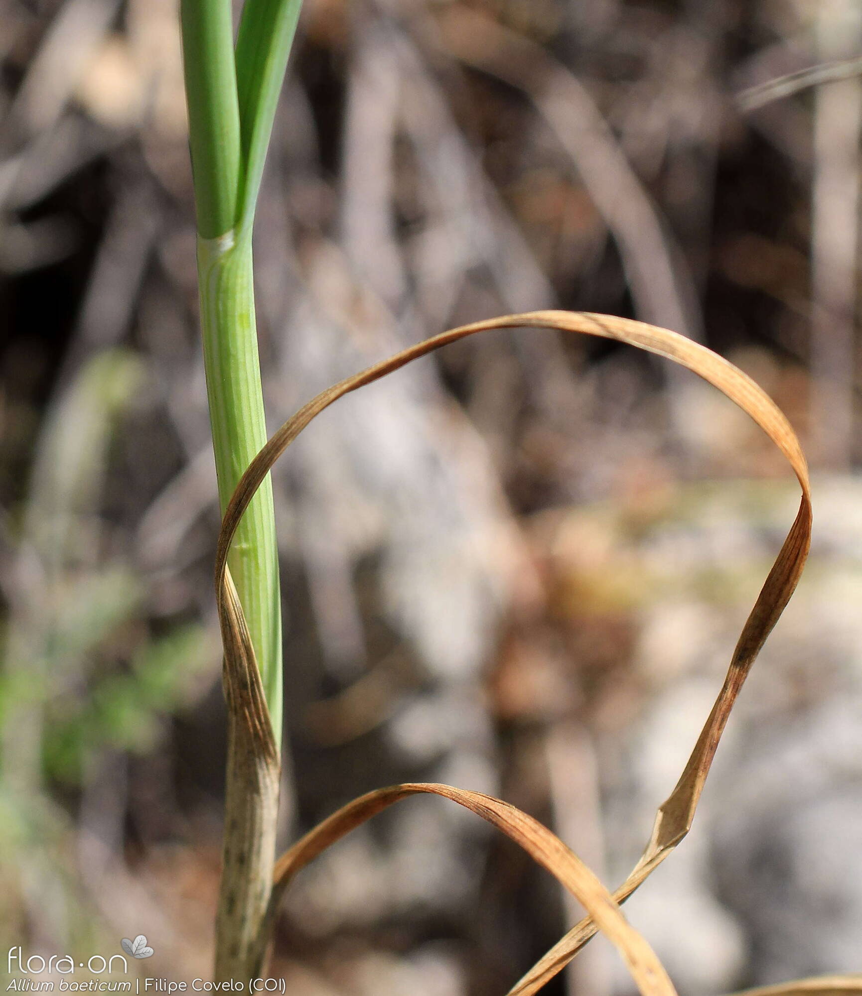 Allium baeticum - Folha | Filipe Covelo; CC BY-NC 4.0