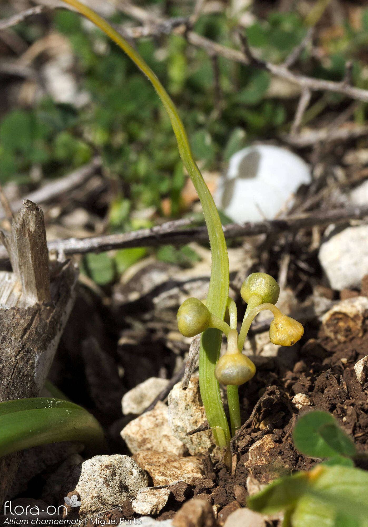 Allium chamaemoly - Hábito | Miguel Porto; CC BY-NC 4.0