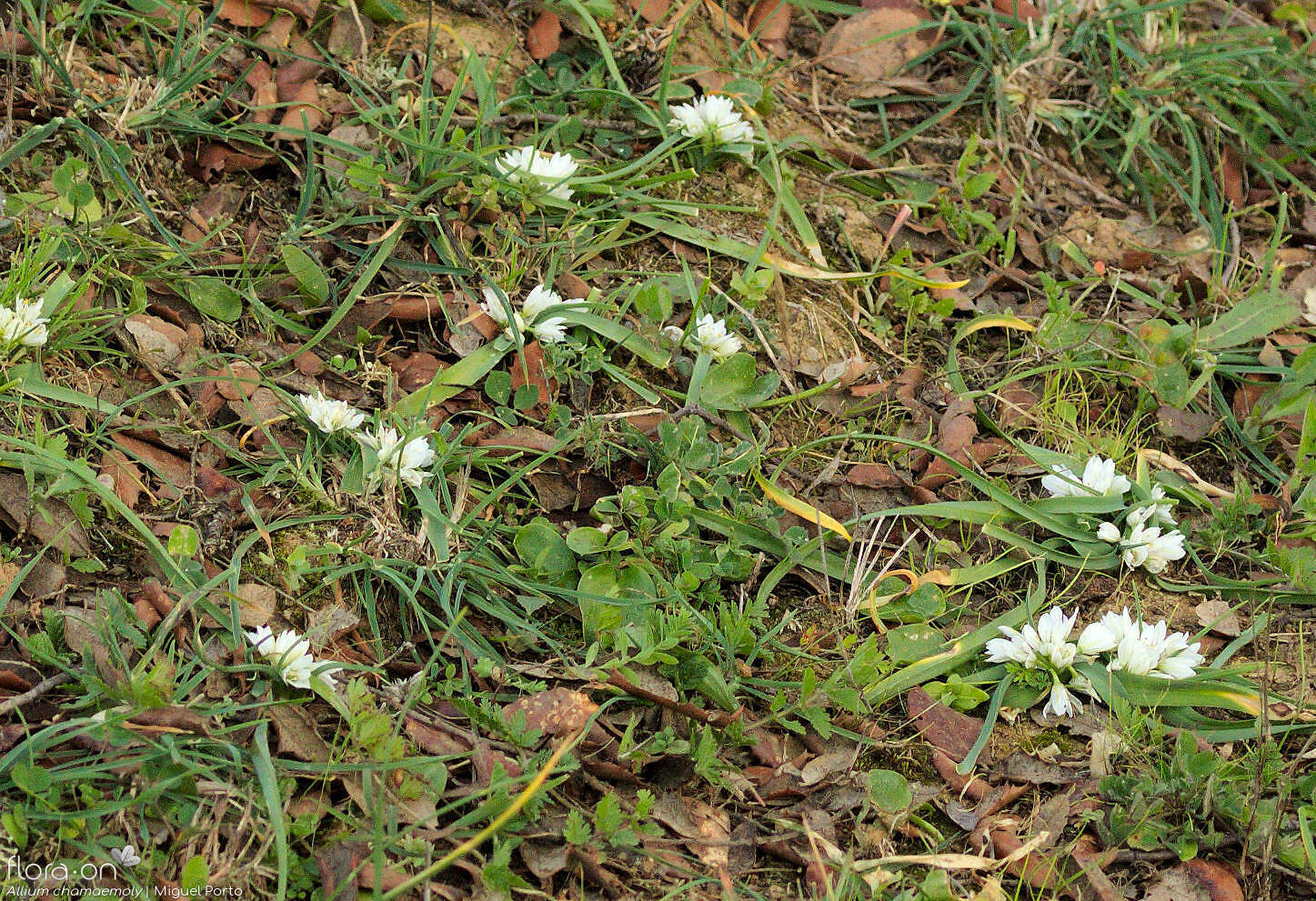 Allium chamaemoly - Habitat | Miguel Porto; CC BY-NC 4.0