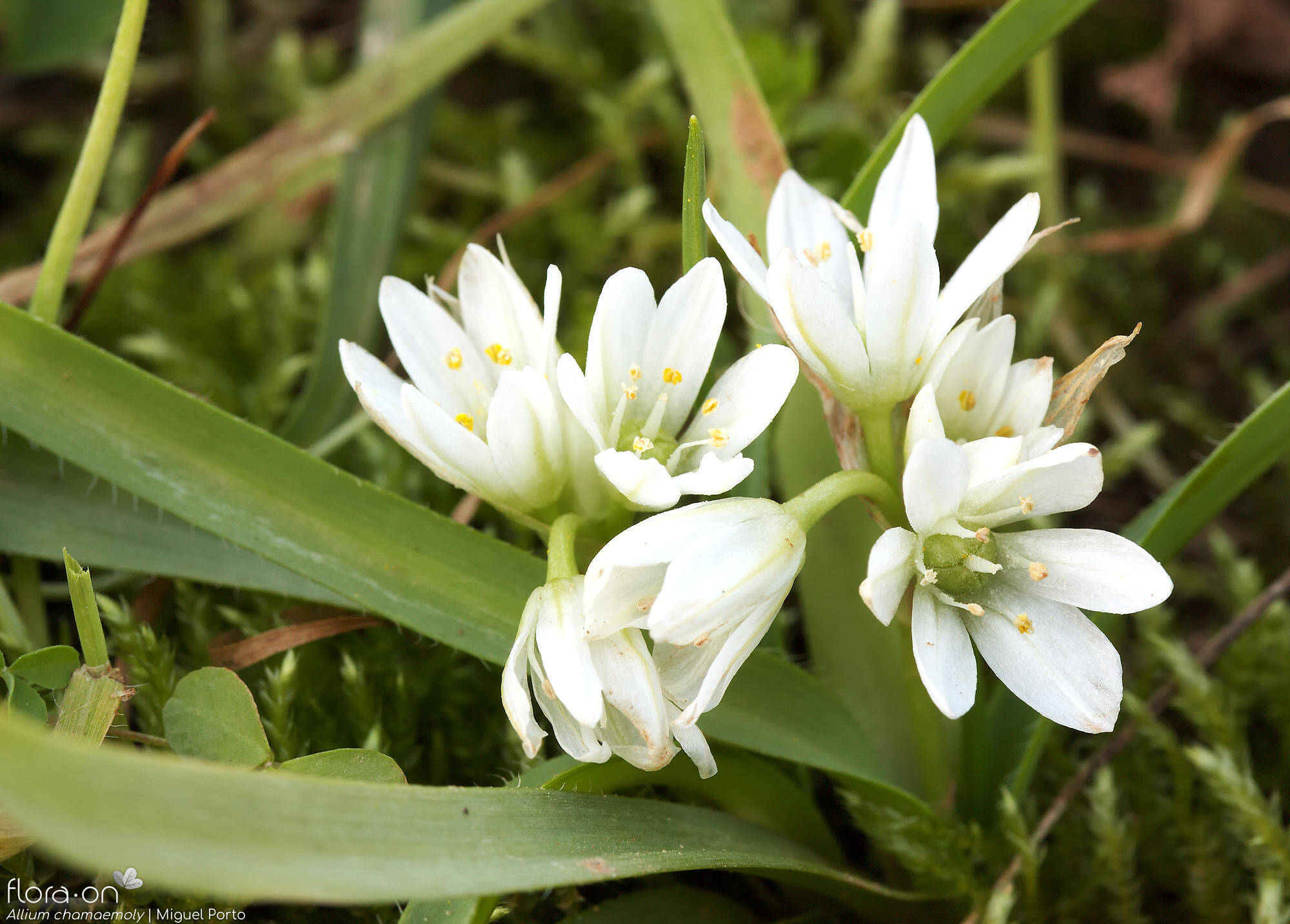 Allium chamaemoly - Flor (close-up) | Miguel Porto; CC BY-NC 4.0