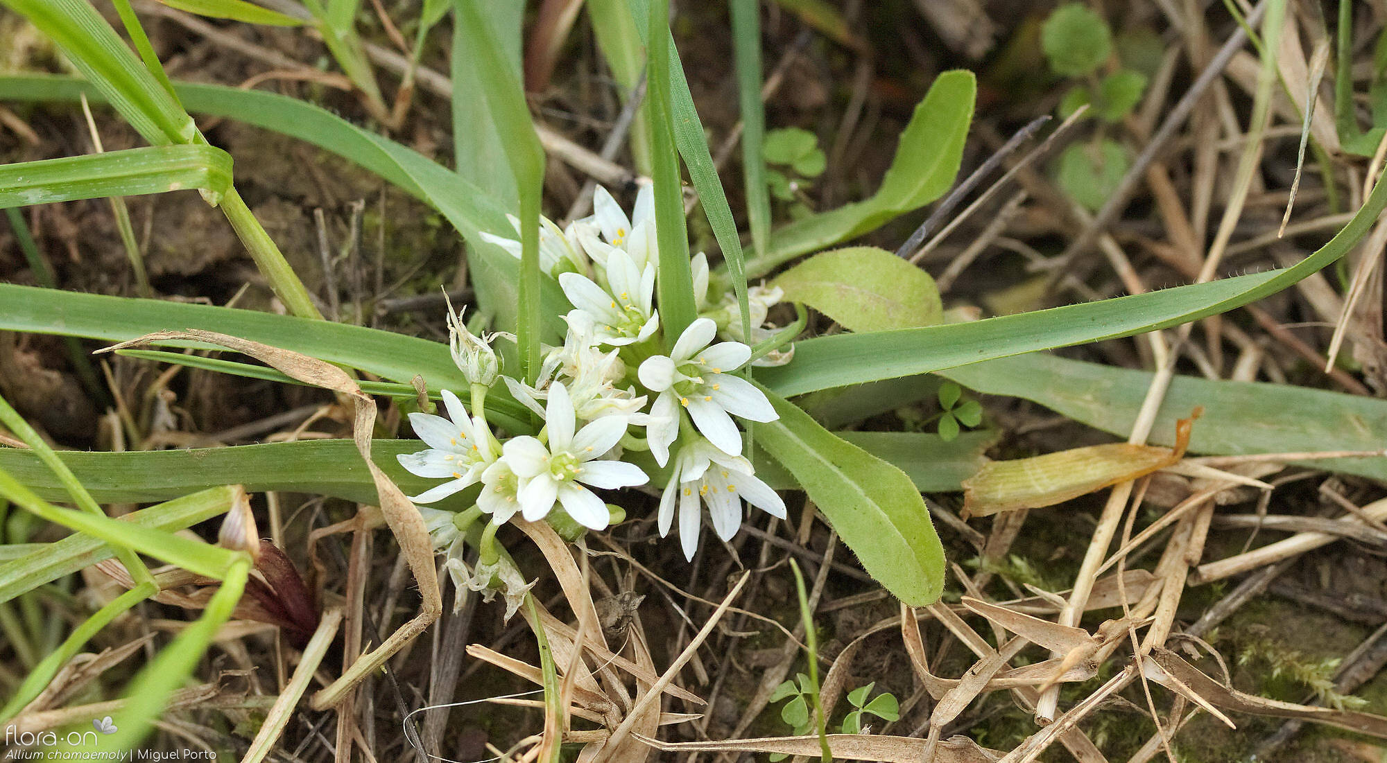 Allium chamaemoly - Flor (geral) | Miguel Porto; CC BY-NC 4.0