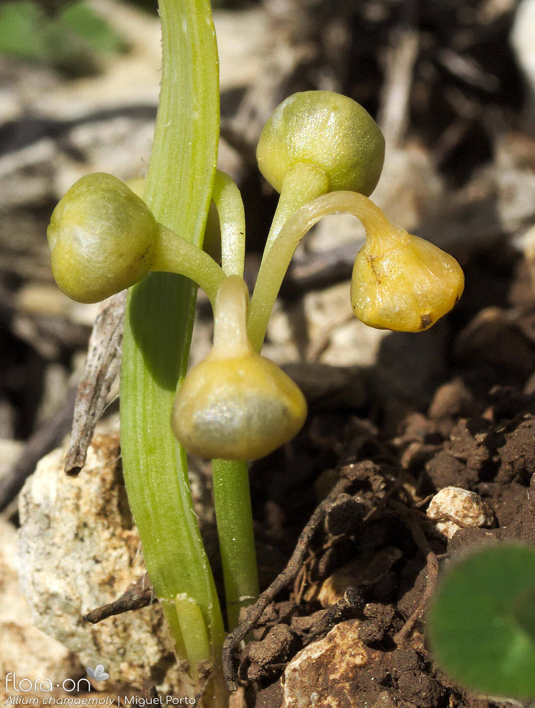 Allium chamaemoly - Fruto | Miguel Porto; CC BY-NC 4.0