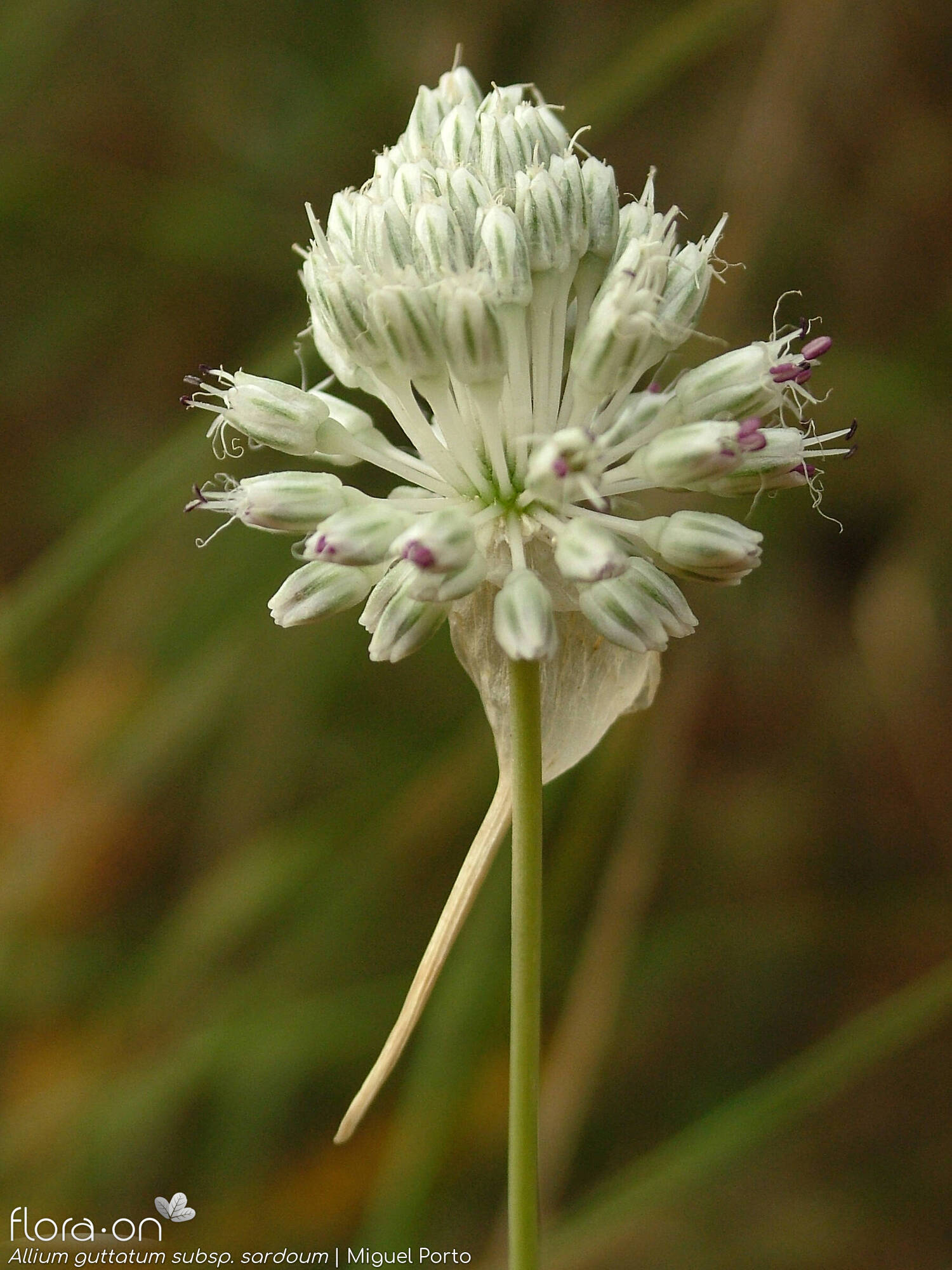 Allium guttatum sardoum - Flor (geral) | Miguel Porto; CC BY-NC 4.0