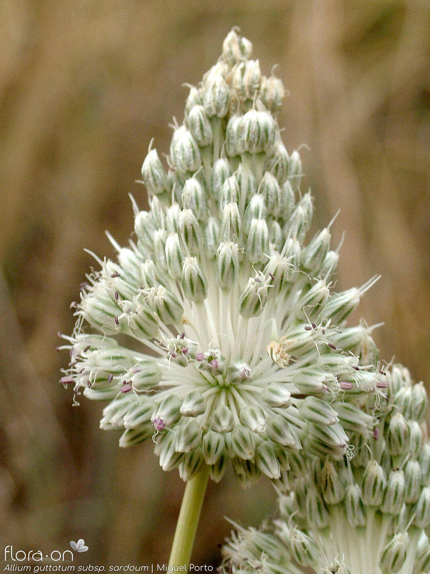 Allium guttatum sardoum - Flor (geral) | Miguel Porto; CC BY-NC 4.0