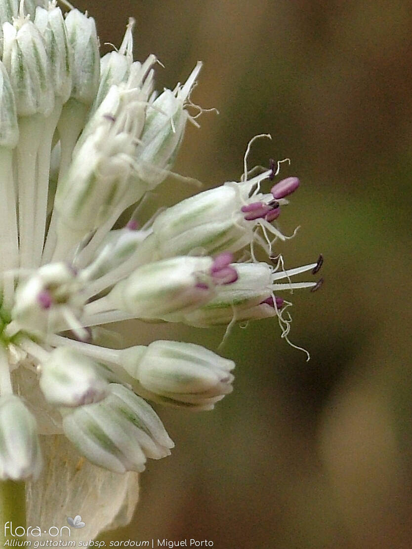 Allium guttatum sardoum - Flor (close-up) | Miguel Porto; CC BY-NC 4.0