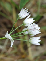 Allium massaessylum