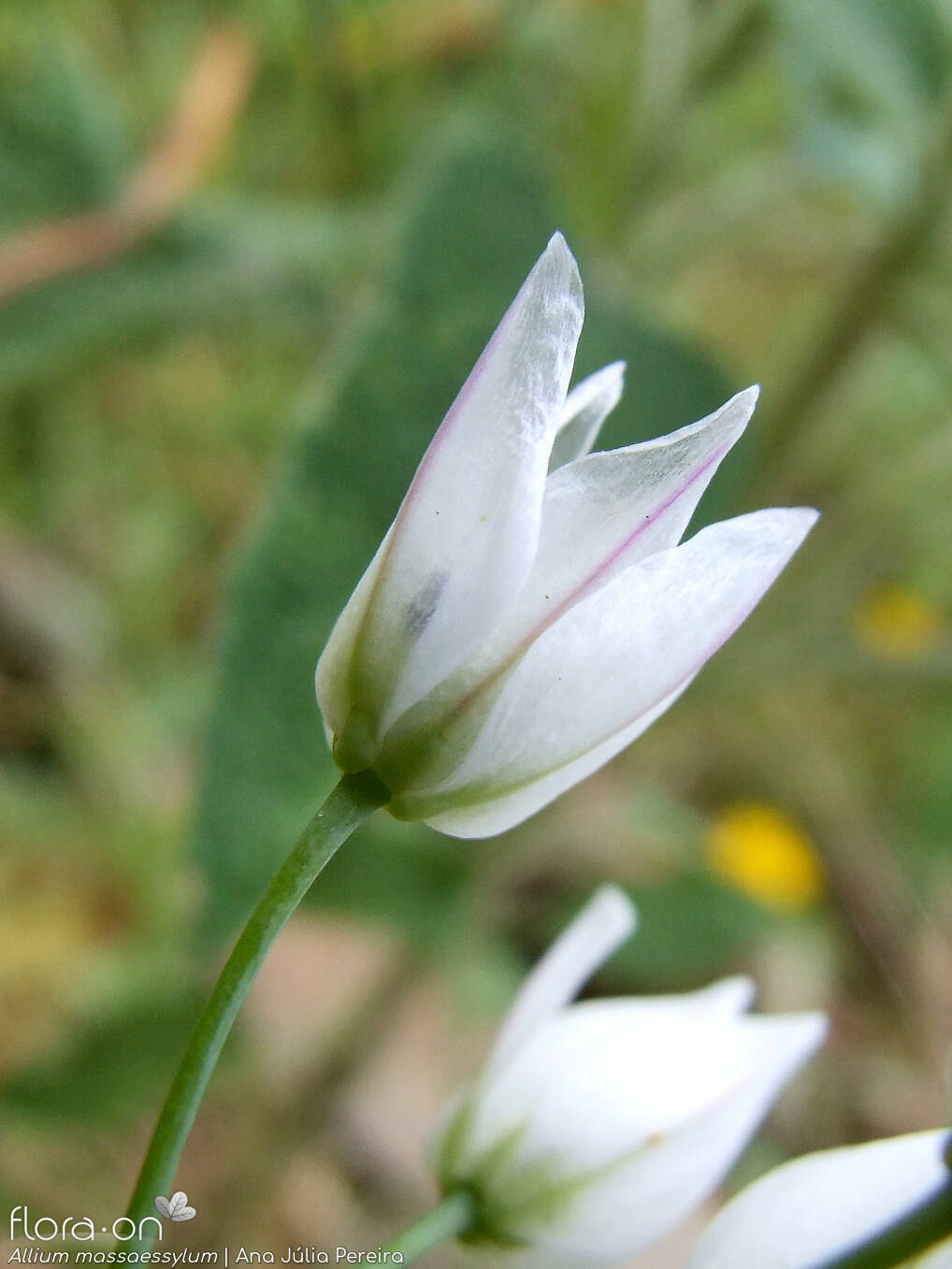 Allium massaessylum - Flor (close-up) | Ana Júlia Pereira; CC BY-NC 4.0
