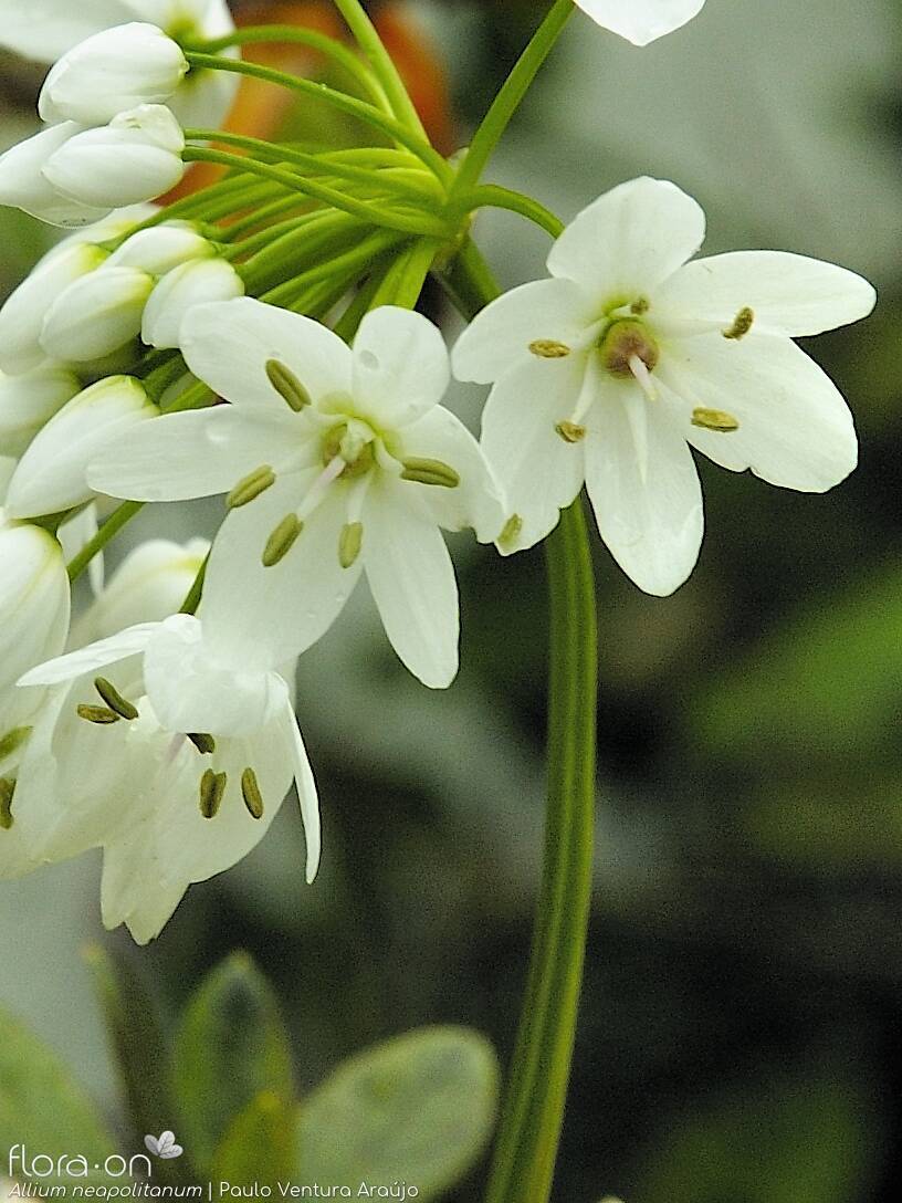 Allium neapolitanum - Flor (close-up) | Paulo Ventura Araújo; CC BY-NC 4.0