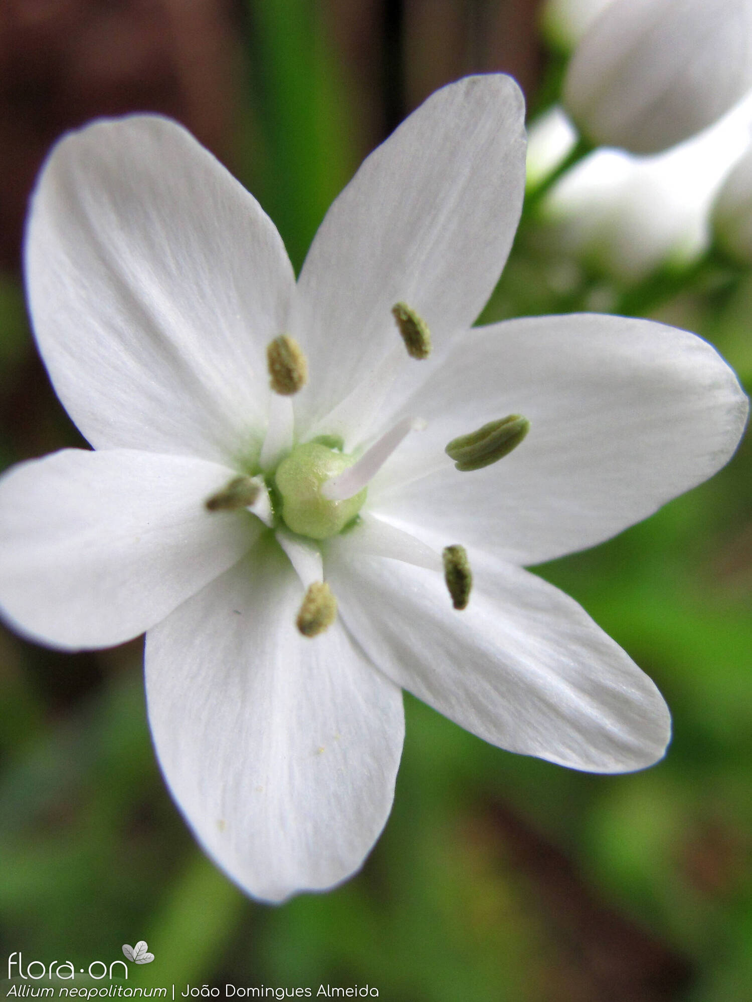 Allium neapolitanum - Flor (close-up) | João Domingues Almeida; CC BY-NC 4.0