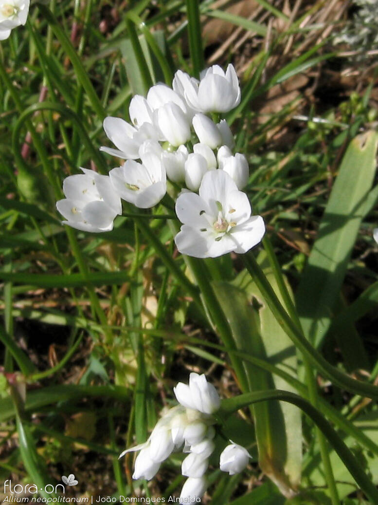 Allium neapolitanum - Flor (geral) | João Domingues Almeida; CC BY-NC 4.0