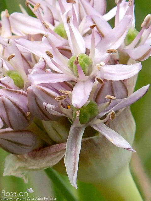 Allium nigrum - Flor (close-up) | Ana Júlia Pereira; CC BY-NC 4.0