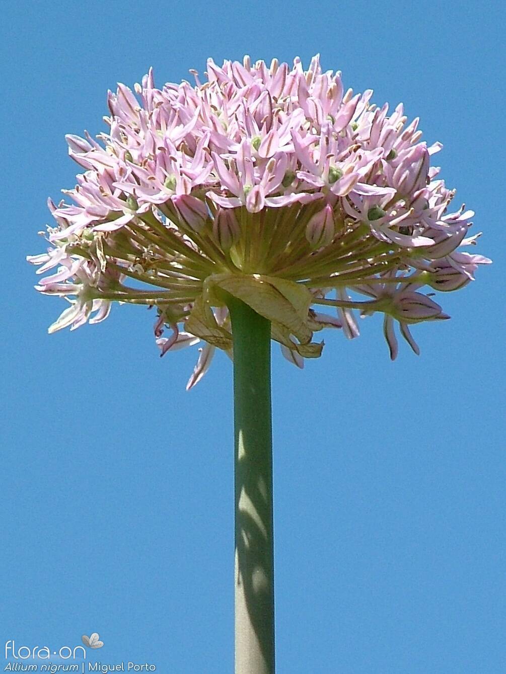 Allium nigrum - Flor (geral) | Miguel Porto; CC BY-NC 4.0