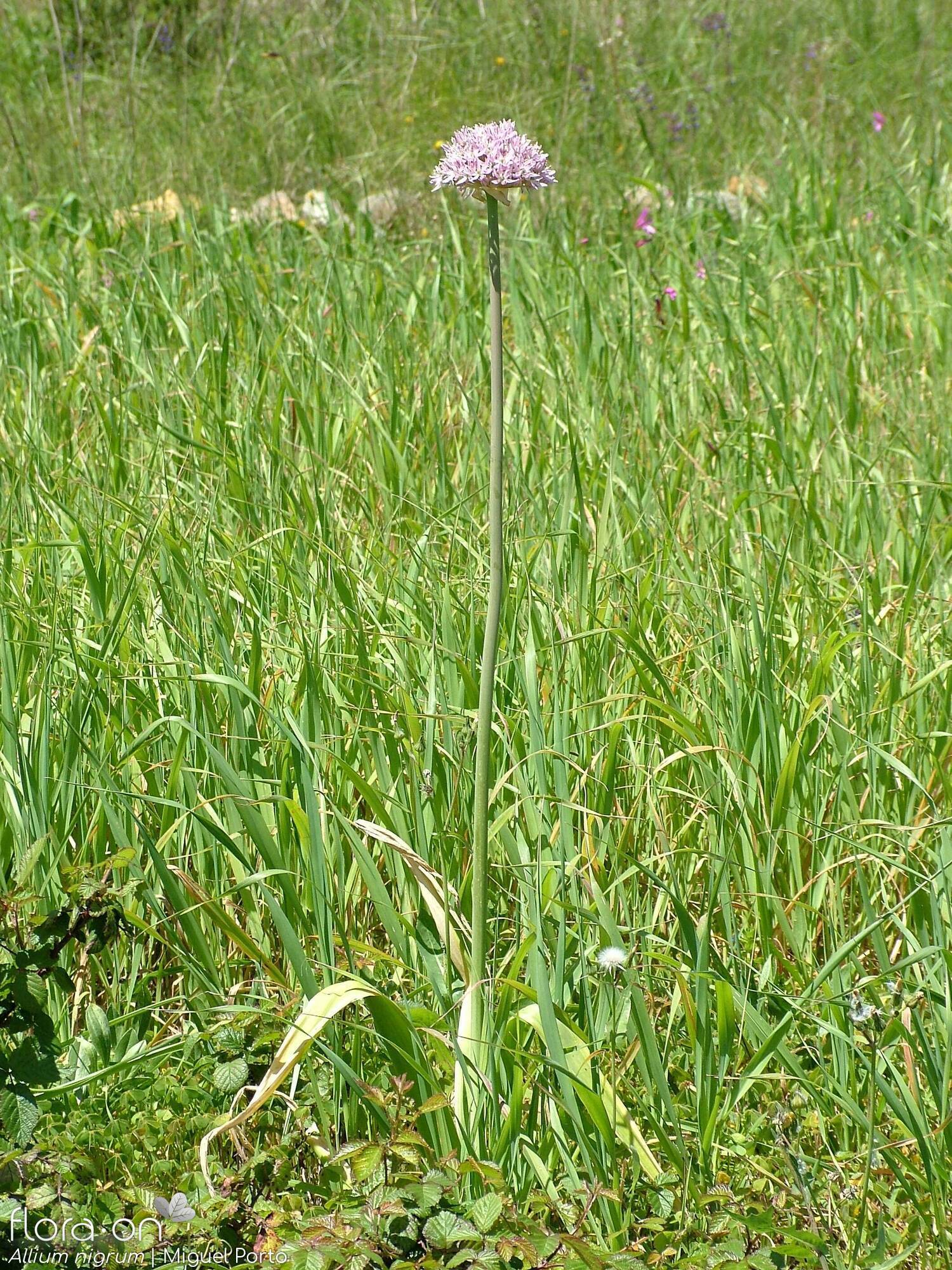 Allium nigrum - Hábito | Miguel Porto; CC BY-NC 4.0