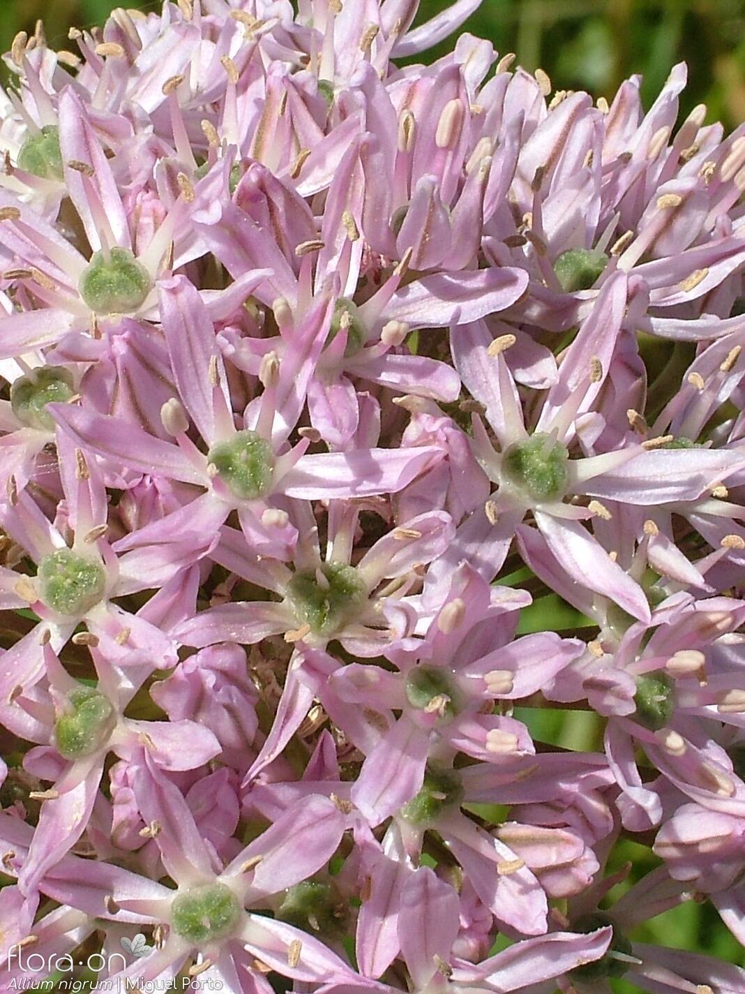 Allium nigrum - Flor (close-up) | Miguel Porto; CC BY-NC 4.0