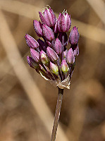 Allium pruinatum