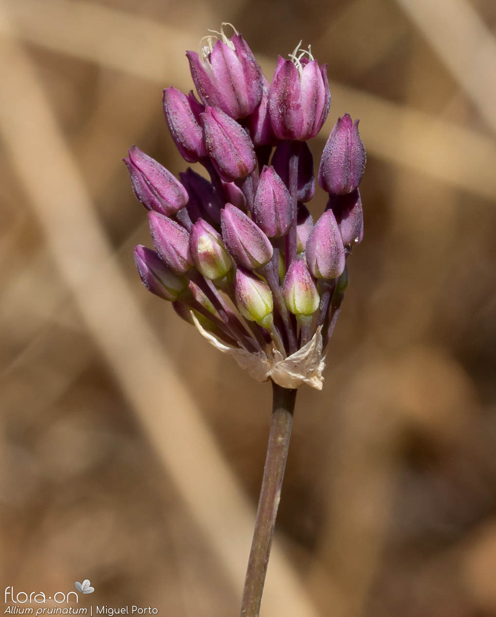 Allium pruinatum - Flor (geral) | Miguel Porto; CC BY-NC 4.0