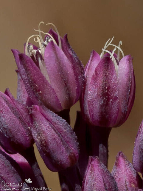 Allium pruinatum - Flor (close-up) | Miguel Porto; CC BY-NC 4.0