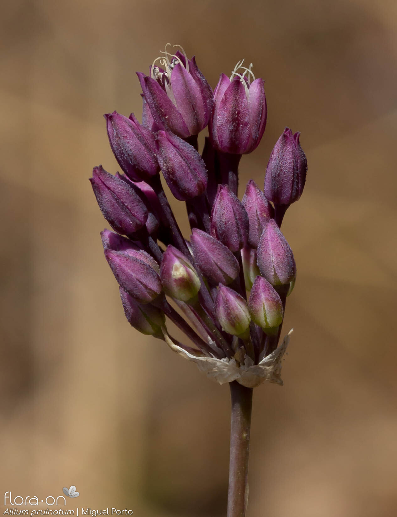 Allium pruinatum - Flor (geral) | Miguel Porto; CC BY-NC 4.0