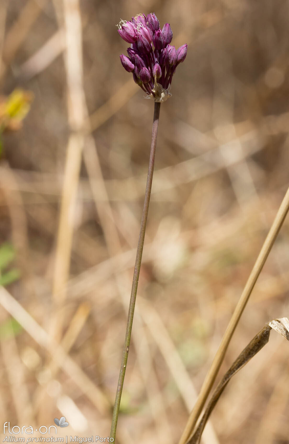 Allium pruinatum - Hábito | Miguel Porto; CC BY-NC 4.0