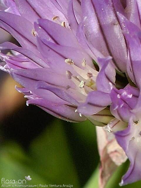 Allium schoenoprasum - Flor (close-up) | Paulo Ventura Araújo; CC BY-NC 4.0