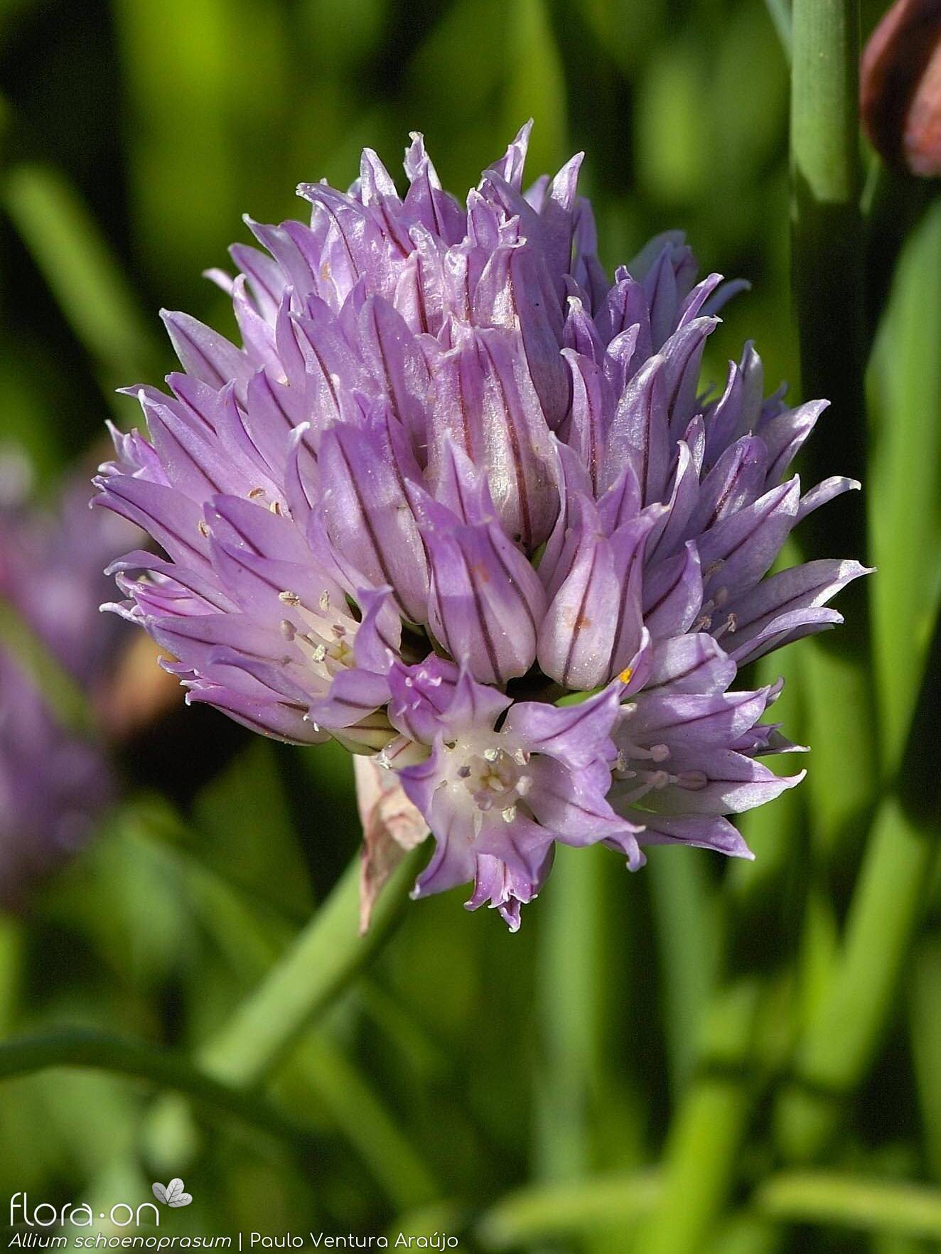 Allium schoenoprasum - Flor (geral) | Paulo Ventura Araújo; CC BY-NC 4.0