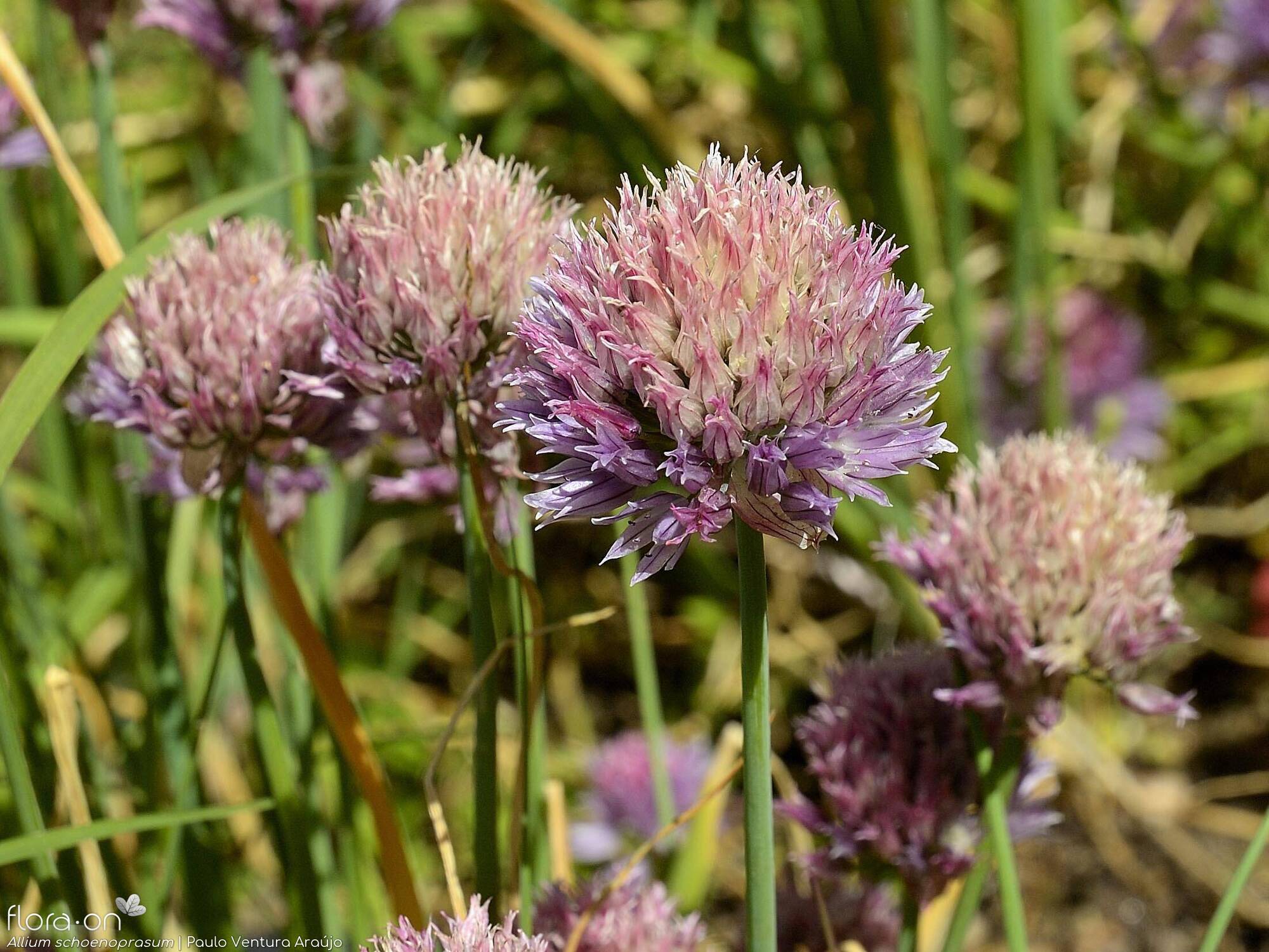 Allium schoenoprasum - Flor (geral) | Paulo Ventura Araújo; CC BY-NC 4.0