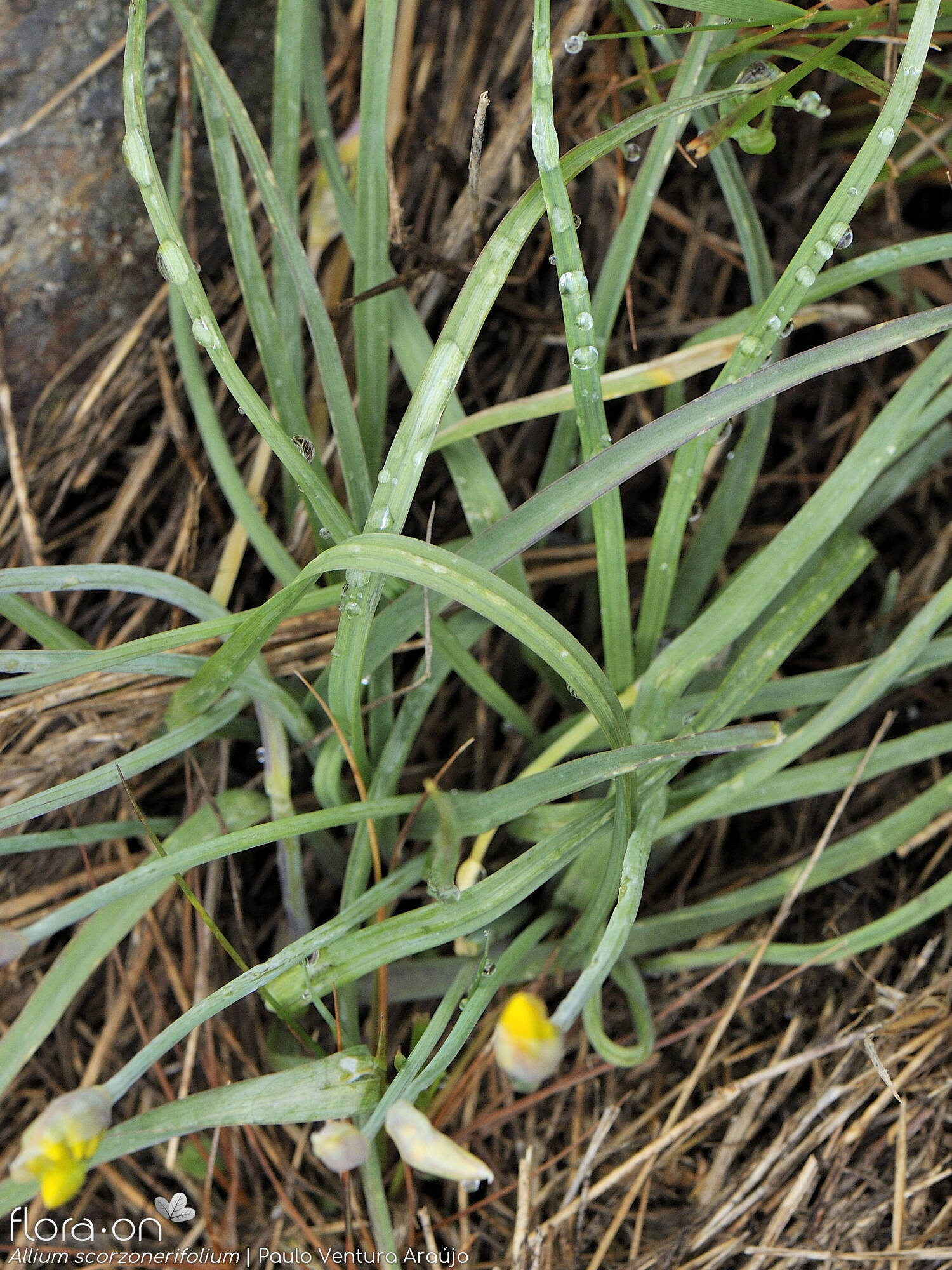 Allium scorzonerifolium - Folha (geral) | Paulo Ventura Araújo; CC BY-NC 4.0
