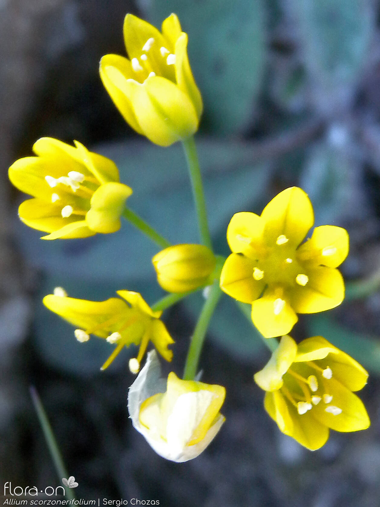 Allium scorzonerifolium - Flor (geral) | Sergio Chozas; CC BY-NC 4.0