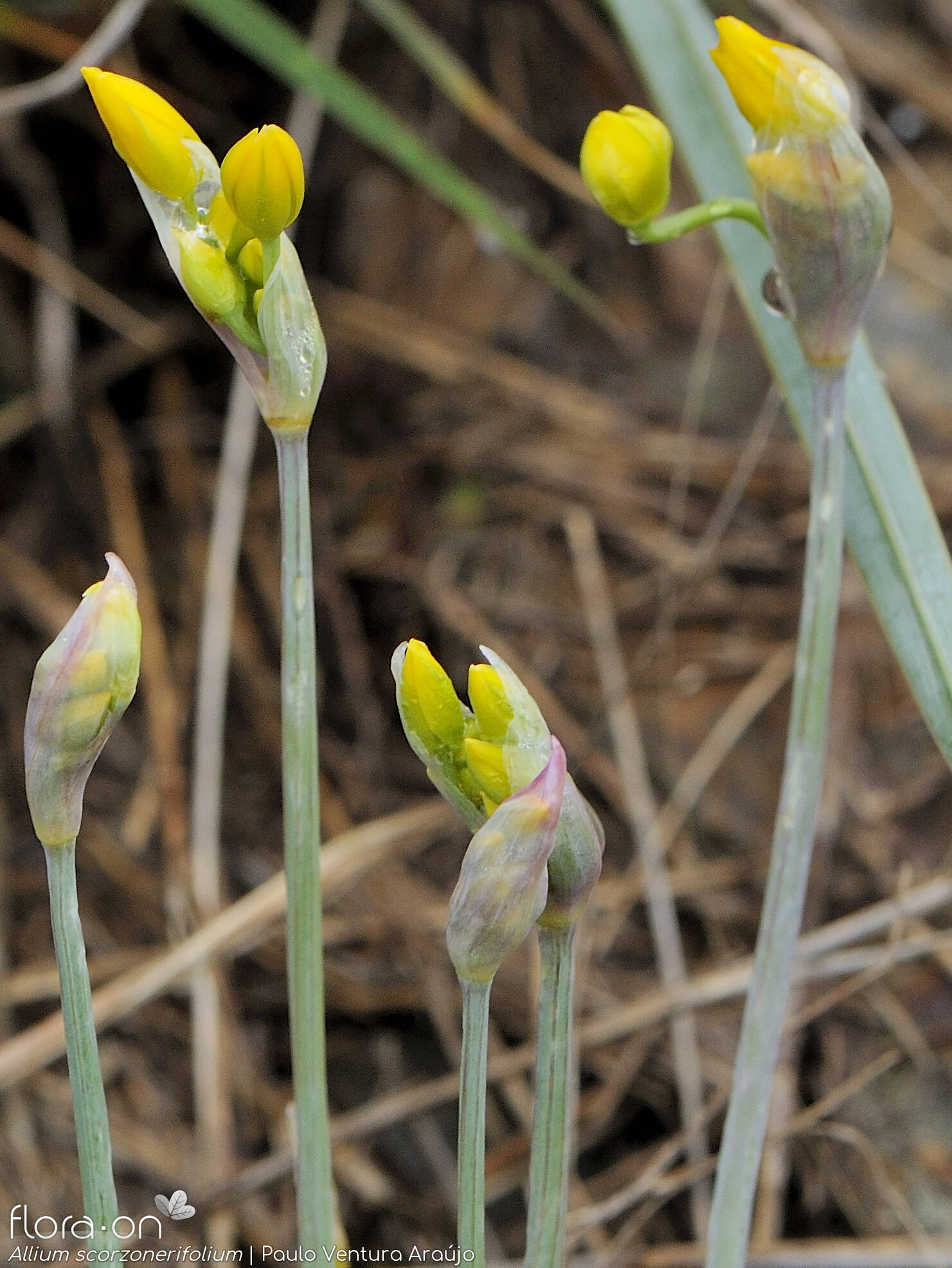 Allium scorzonerifolium - Flor (geral) | Paulo Ventura Araújo; CC BY-NC 4.0