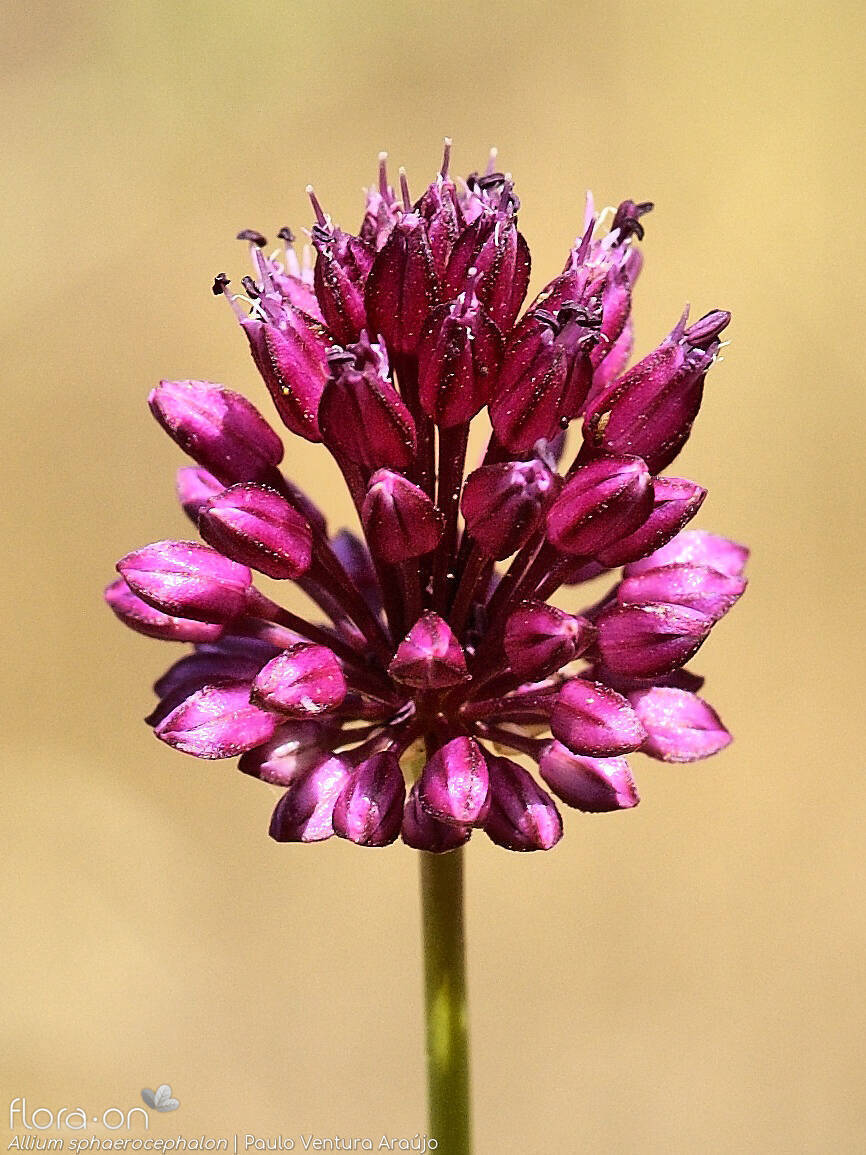 Allium sphaerocephalon - Flor (geral) | Paulo Ventura Araújo; CC BY-NC 4.0