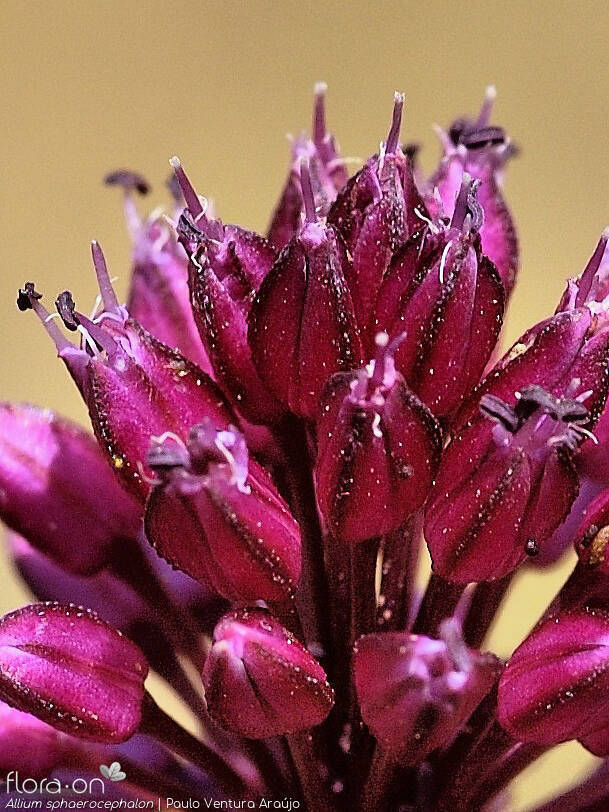 Allium sphaerocephalon - Flor (close-up) | Paulo Ventura Araújo; CC BY-NC 4.0