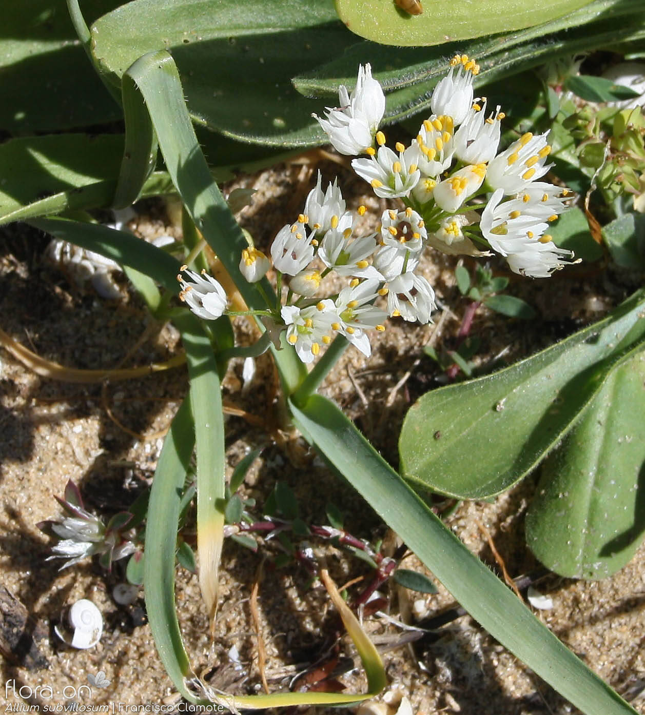 Allium subvillosum - Flor (geral) | Francisco Clamote; CC BY-NC 4.0