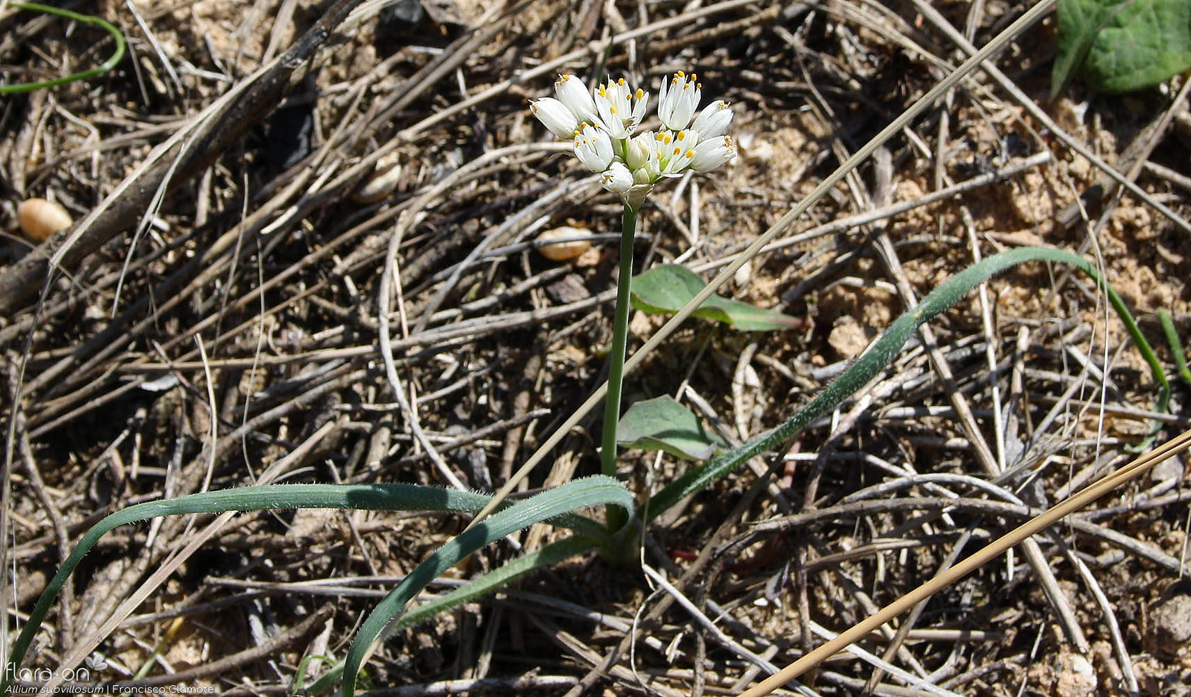 Allium subvillosum - Hábito | Francisco Clamote; CC BY-NC 4.0