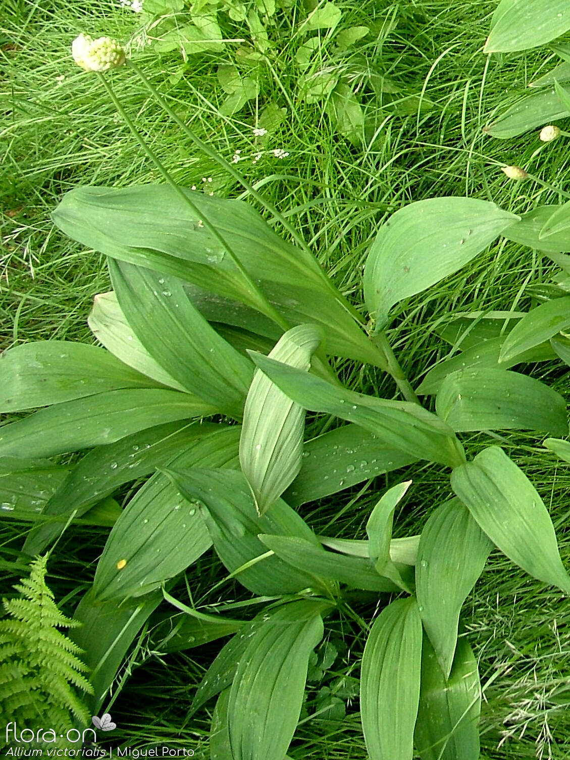 Allium victorialis - Hábito | Miguel Porto; CC BY-NC 4.0