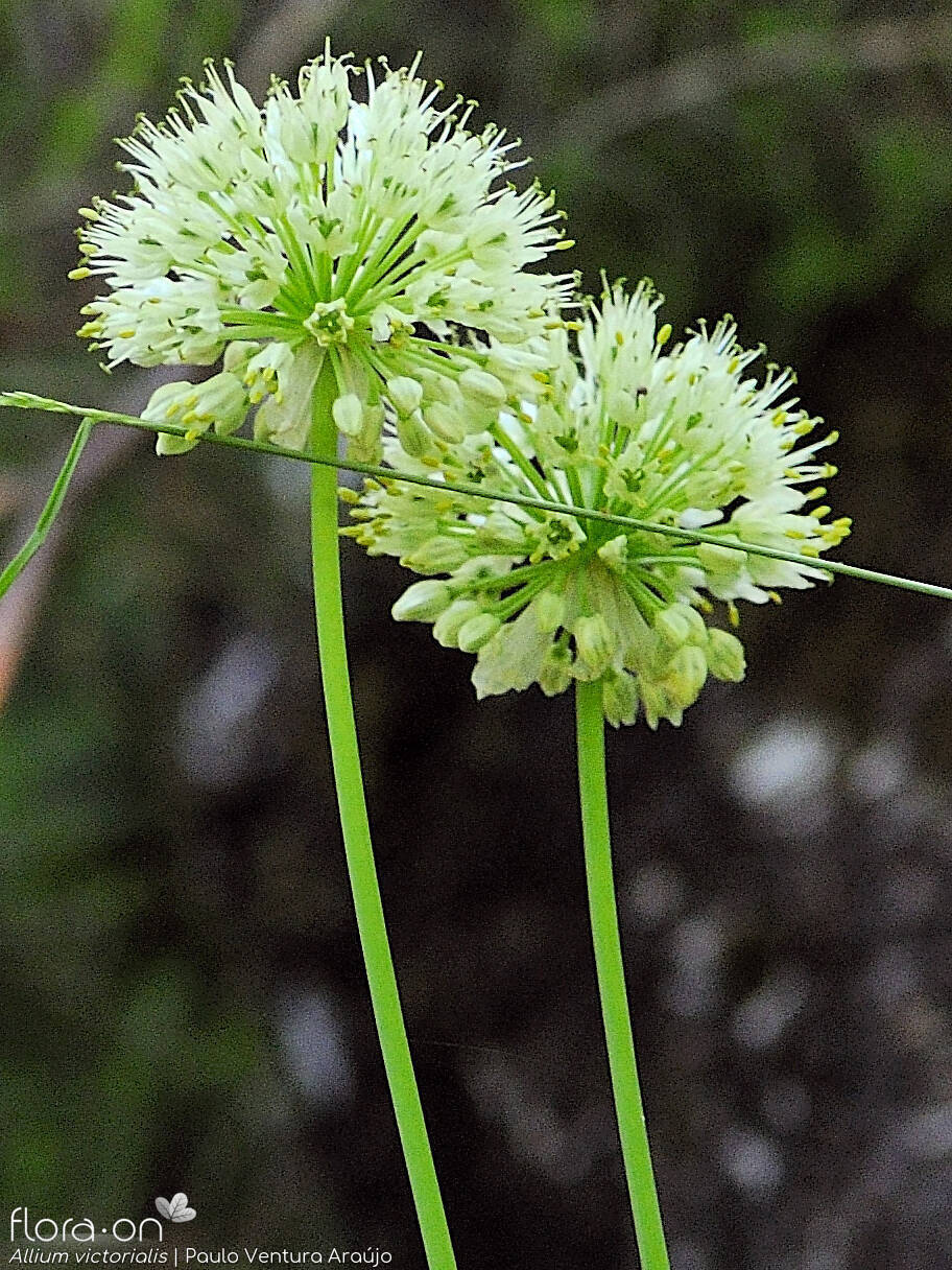Allium victorialis - Flor (geral) | Paulo Ventura Araújo; CC BY-NC 4.0